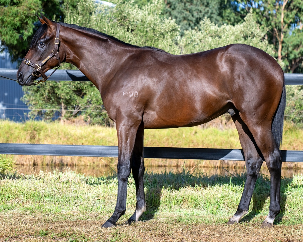 Russian Camelot (IRE) / Bellantina (AUS) 2023 Colt - Image 1