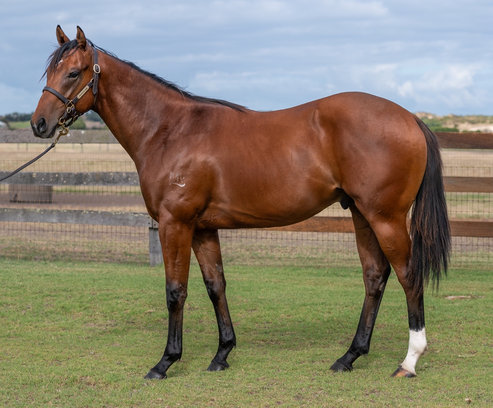 Manhattan Rain (AUS) / Crushed (AUS) 2023 Colt - Image 1