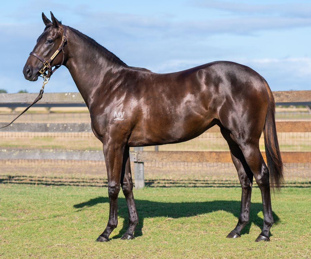 Rommel (AUS) / Five Fields (AUS) 2023 Filly - Image 1