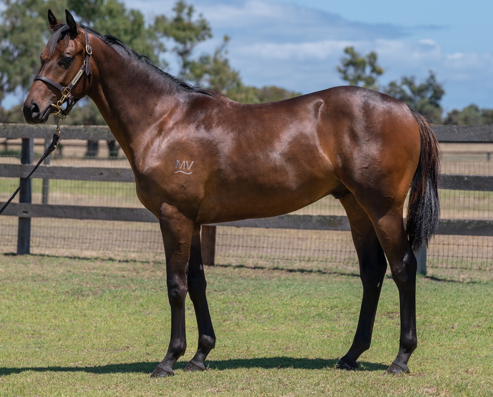 Playing God (AUS) / Lady Alaska (AUS) 2023 Colt - Image 1