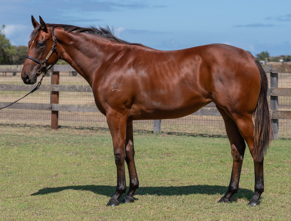 Gingerbread Man (AUS) / Miss Dominican (AUS) 2023 Filly - Image 1