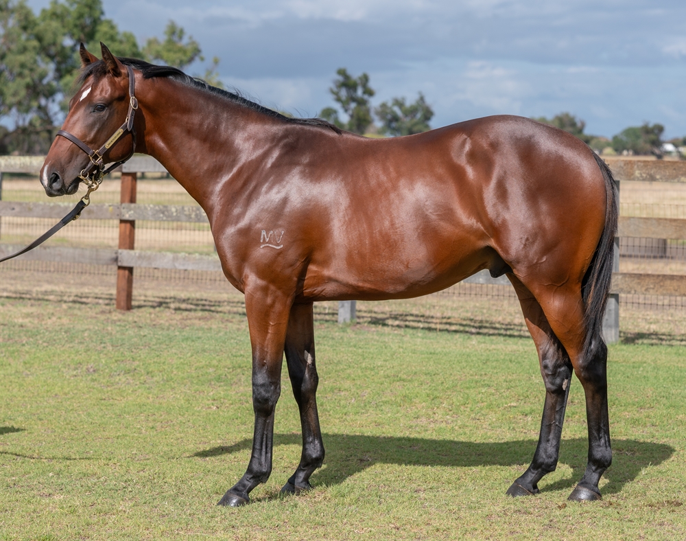 Gingerbread Man (AUS) / Spring Violet (AUS) 2023 Colt - Image 1