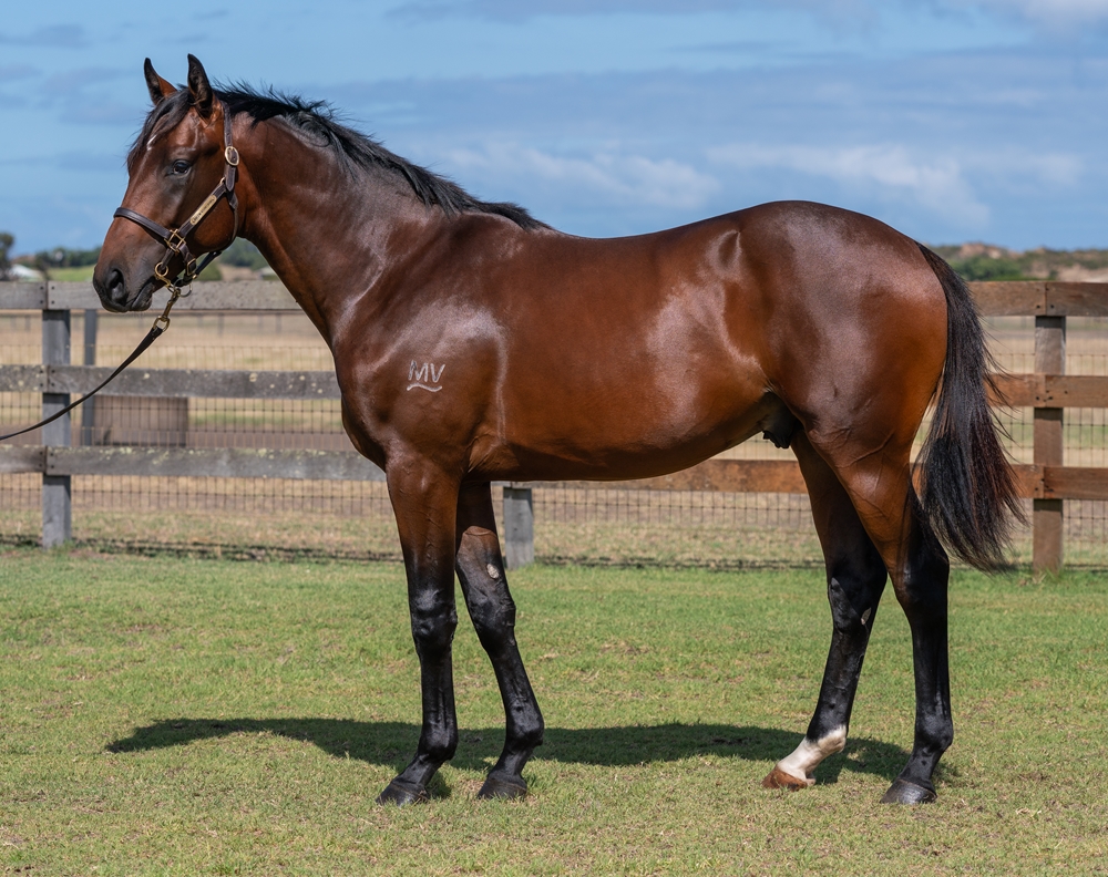 Awesome Rock (AUS) / World Class (AUS) 2023 Colt - Image 1