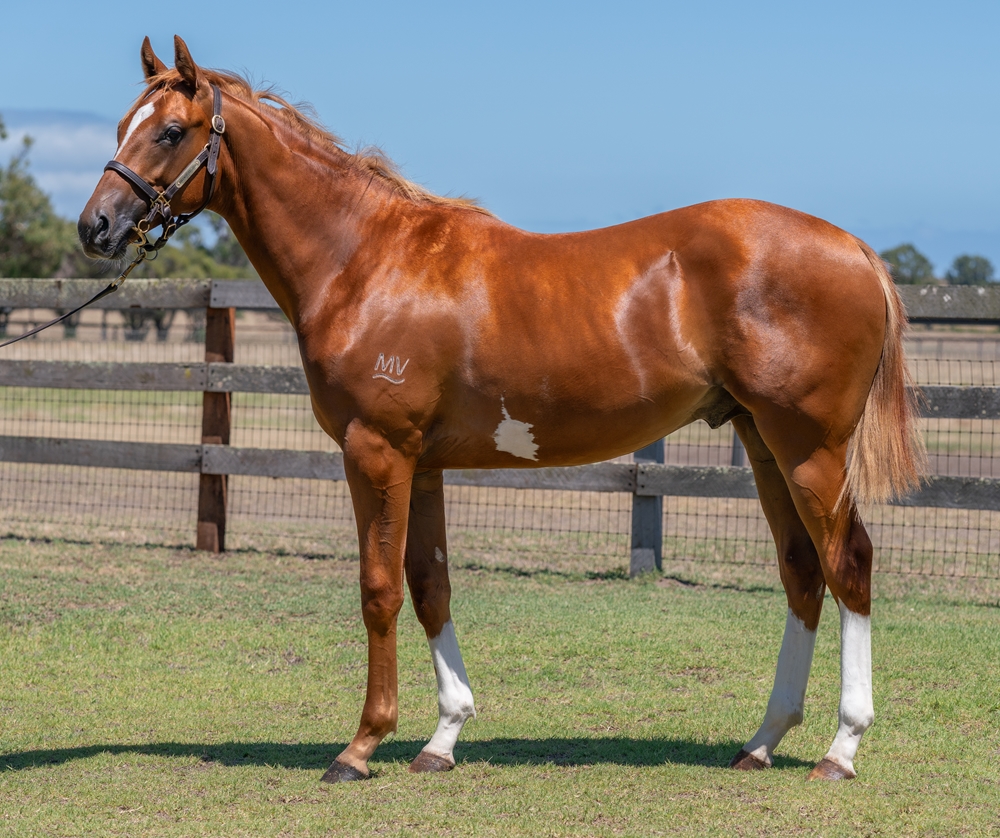 Maurice (JPN) / Beautiful Mind (AUS) 2023 Colt - Image 1