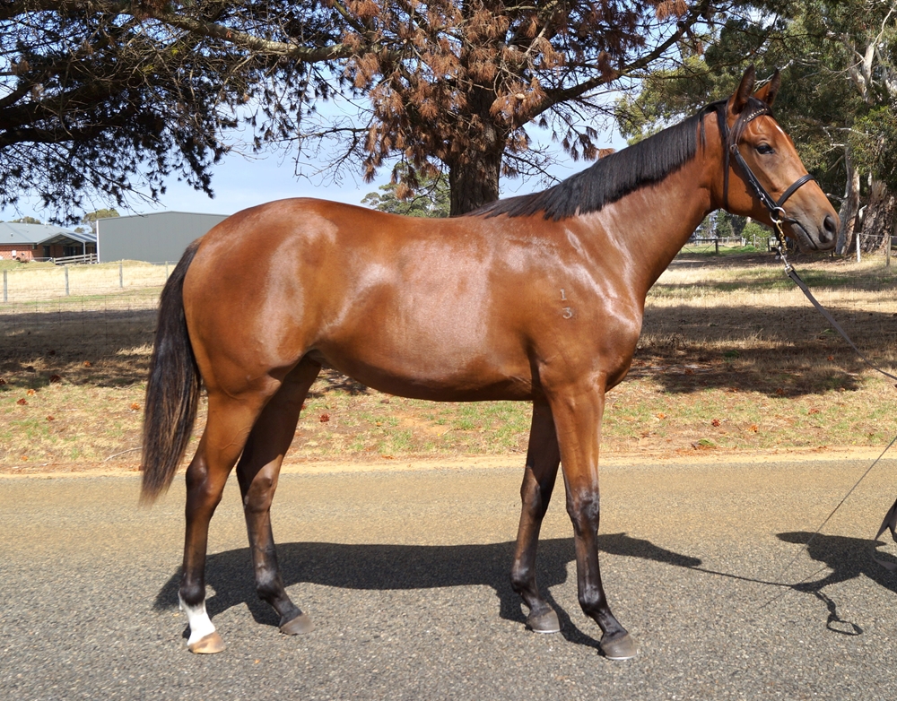 A Lot (USA) / Fail Safe (AUS) 2023 Filly - Image 1