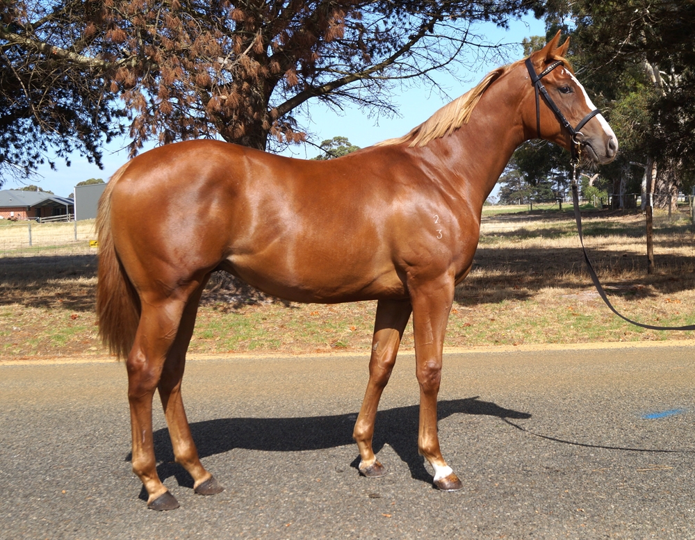 A Lot (USA) / Two Shoes (AUS) 2023 Colt - Image 1