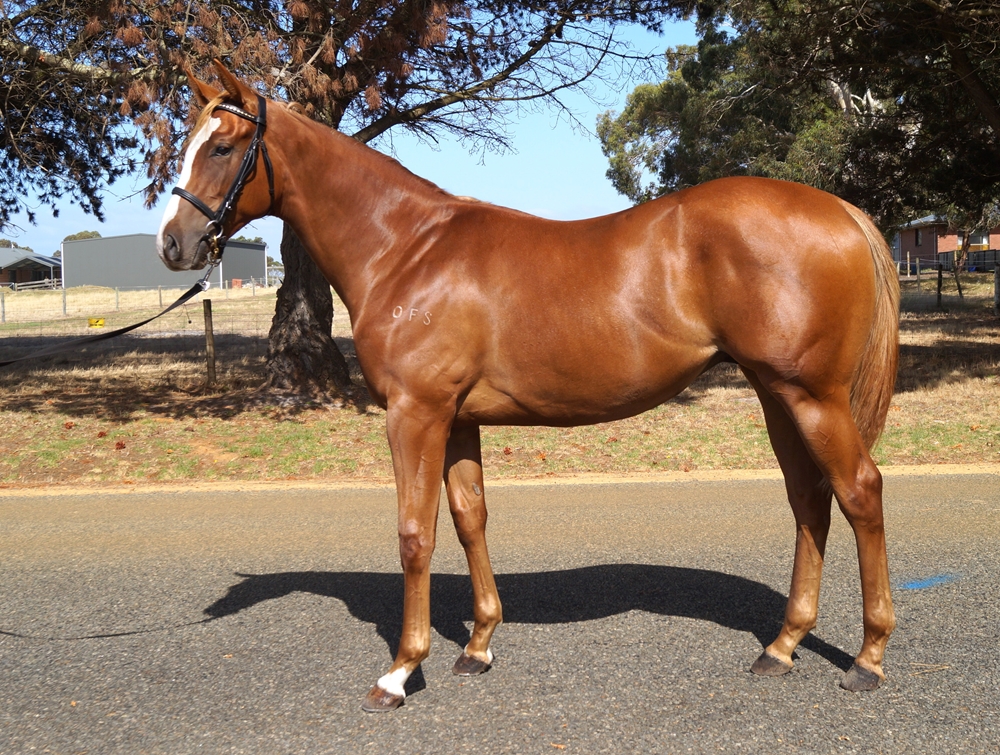 A Lot (USA) / Two Shoes (AUS) 2023 Colt - Image 2