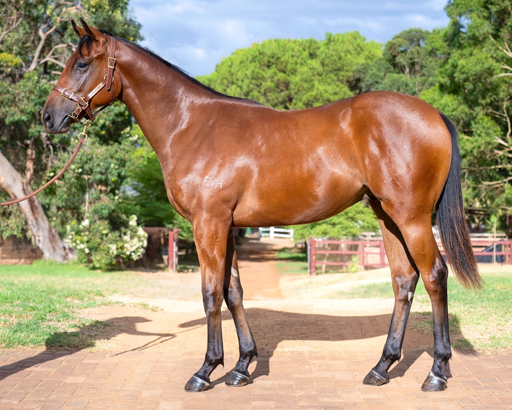 Bivouac (AUS) / How to Fly (AUS) 2023 Colt - Image 1