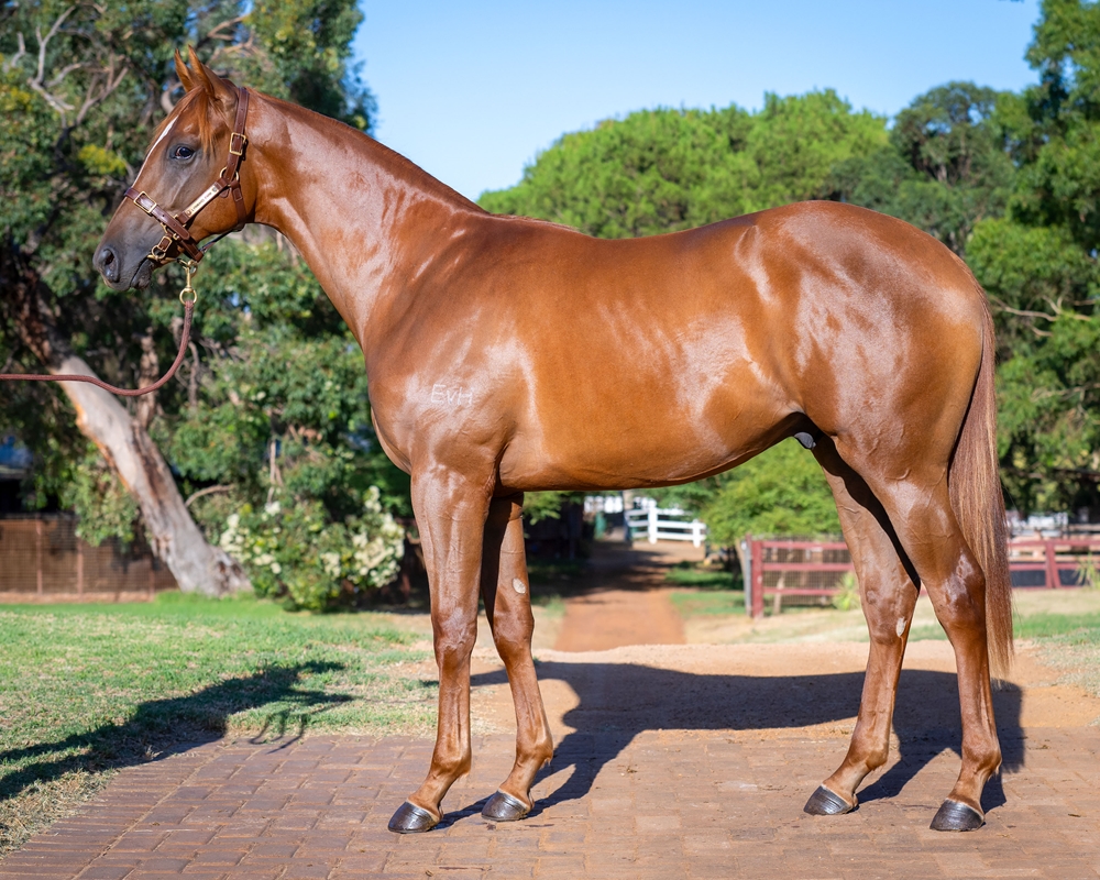 Bondi (AUS) / Aim for Gold (AUS) 2023 Colt - Image 1