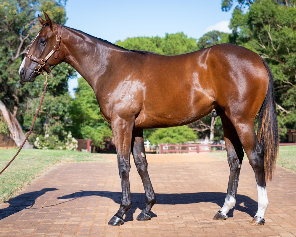 Wild Ruler (AUS) / Bound for Earth (AUS) 2023 Colt - Image 1