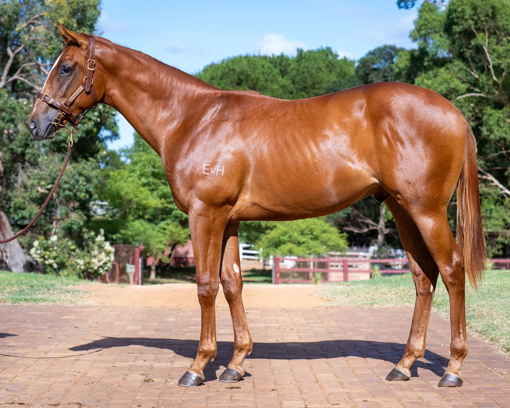 Bondi (AUS) / All Friared Up (AUS) 2023 Colt - Image 1