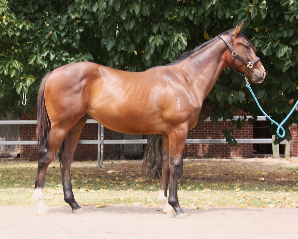 Ducimus (AUS) / Agent Anya (AUS) 2023 G - Image 1