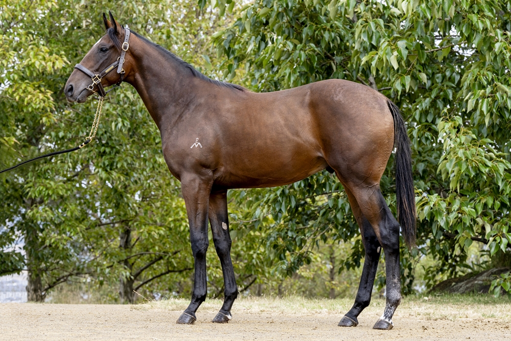 Levendi (AUS) / Written on Rock (AUS) 2023 Colt - Image 1