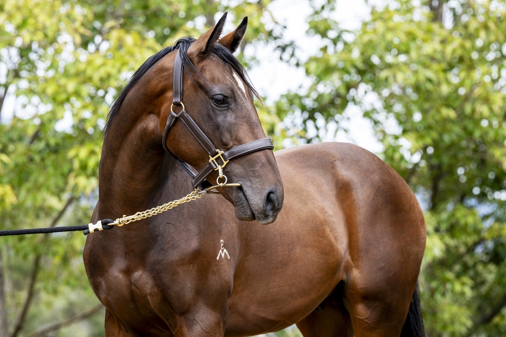 Levendi (AUS) / Written on Rock (AUS) 2023 Colt - Image 2