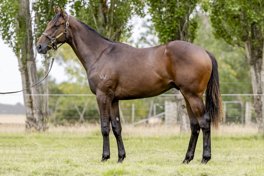 Written By (AUS) / Jade Marauder (AUS) 2023 Colt - Image 1