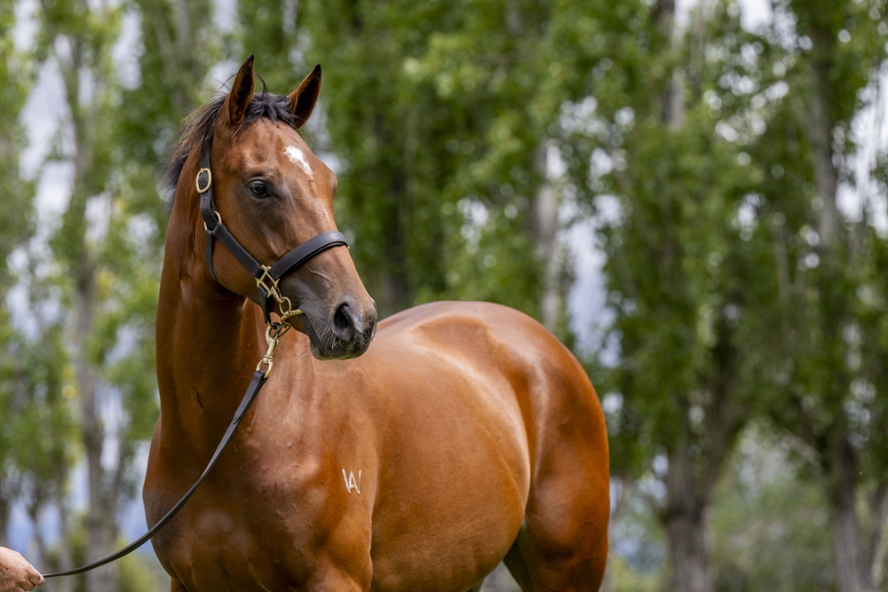 Needs Further (AUS) / Mariah's Magic (AUS) 2023 Filly - Image 2