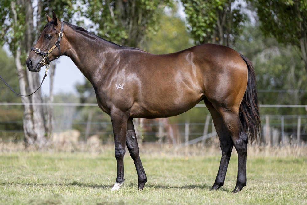 Hanseatic (AUS) / Buzzing Along (AUS) 2023 Filly - Image 1