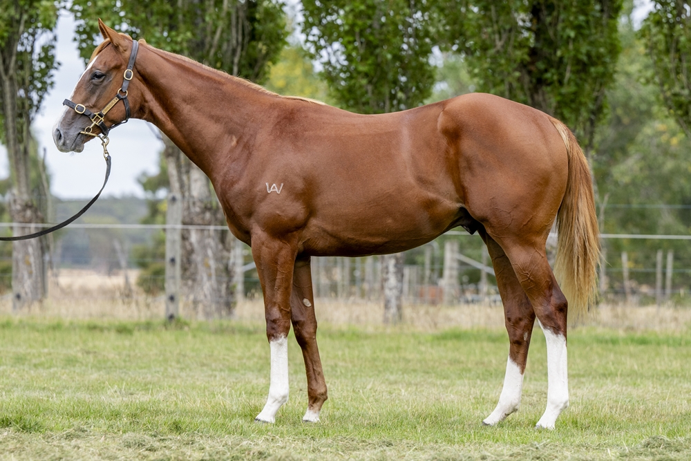 Needs Further (AUS) / Endured (AUS) 2023 Colt - Image 1