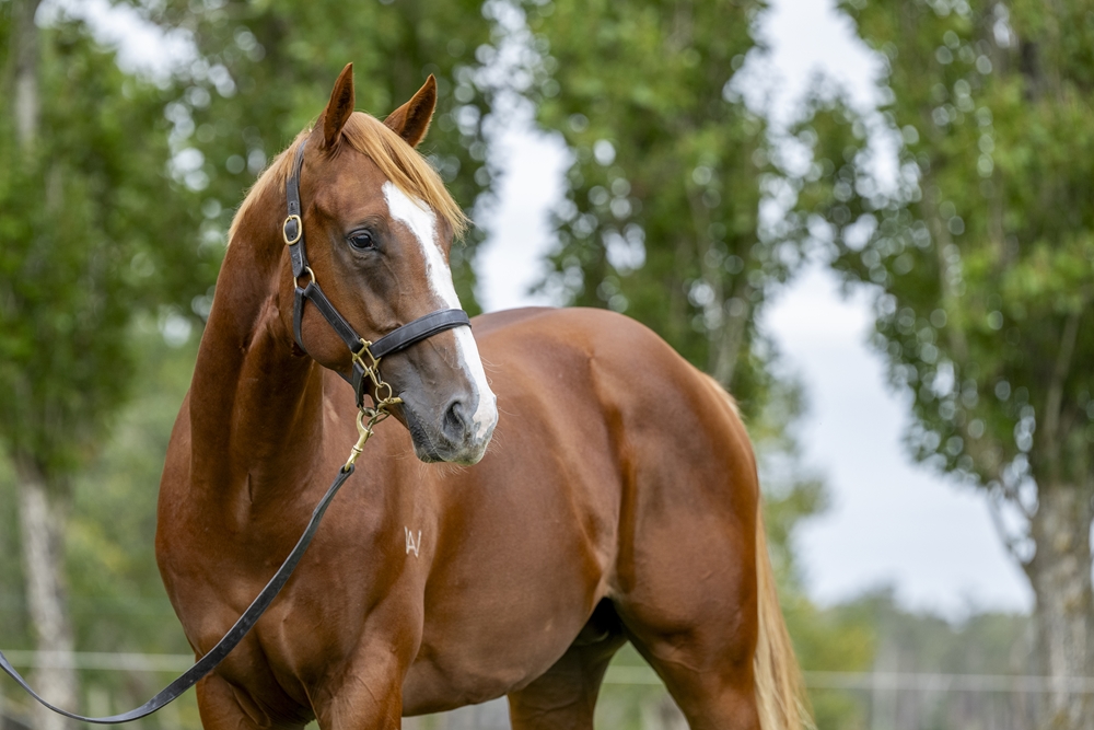 Needs Further (AUS) / Endured (AUS) 2023 Colt - Image 2