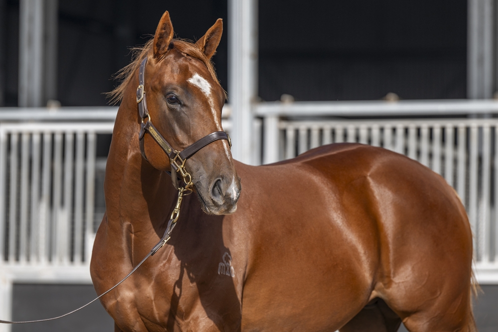 Stratosphere (AUS) / Believe 'n Conquer (AUS) 2023 Colt - Image 2