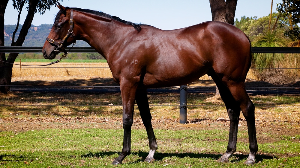 Russian Camelot (IRE) / Bellantina (AUS) 2023 Colt - Image 1