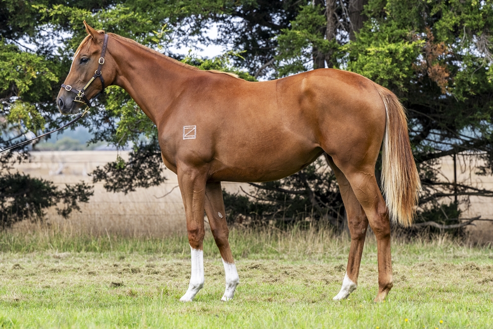 Needs Further (AUS) / Elusive Encounter (AUS) 2023 Filly - Image 1
