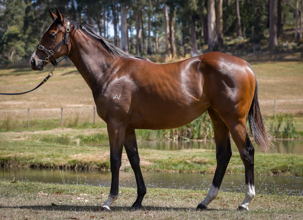 Needs Further (AUS) / Pass (AUS) 2023 Filly - Image 1
