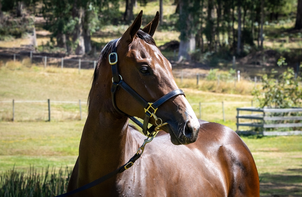 Needs Further (AUS) / Pass (AUS) 2023 Filly - Image 2