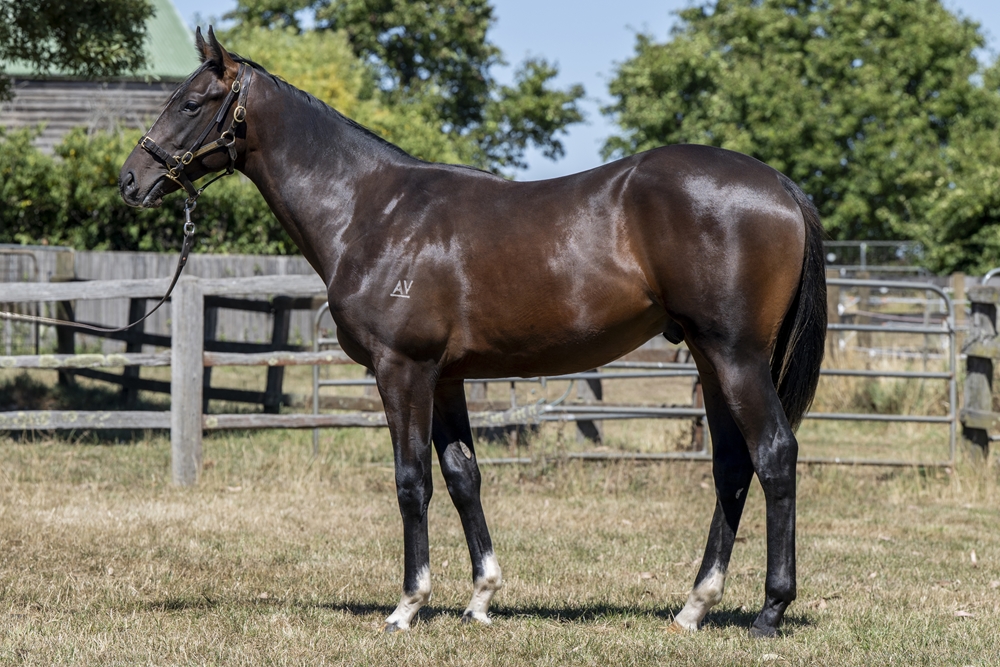 Alabama Express (AUS) / Dazzling Star (AUS) 2023 Colt - Image 1
