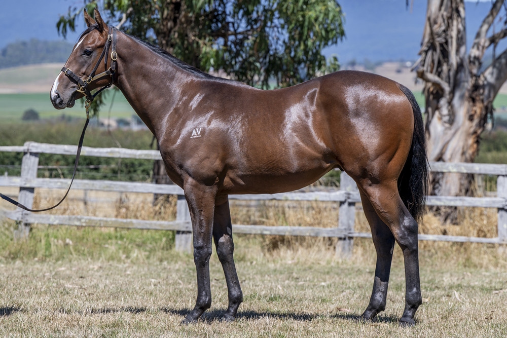 Extreme Warrior (AUS) / Dis da Boss (AUS) 2023 Colt - Image 1