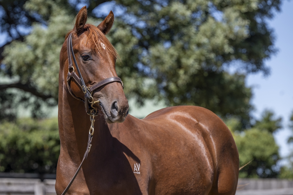 Hanseatic (AUS) / Firecracker (AUS) 2023 Filly - Image 2