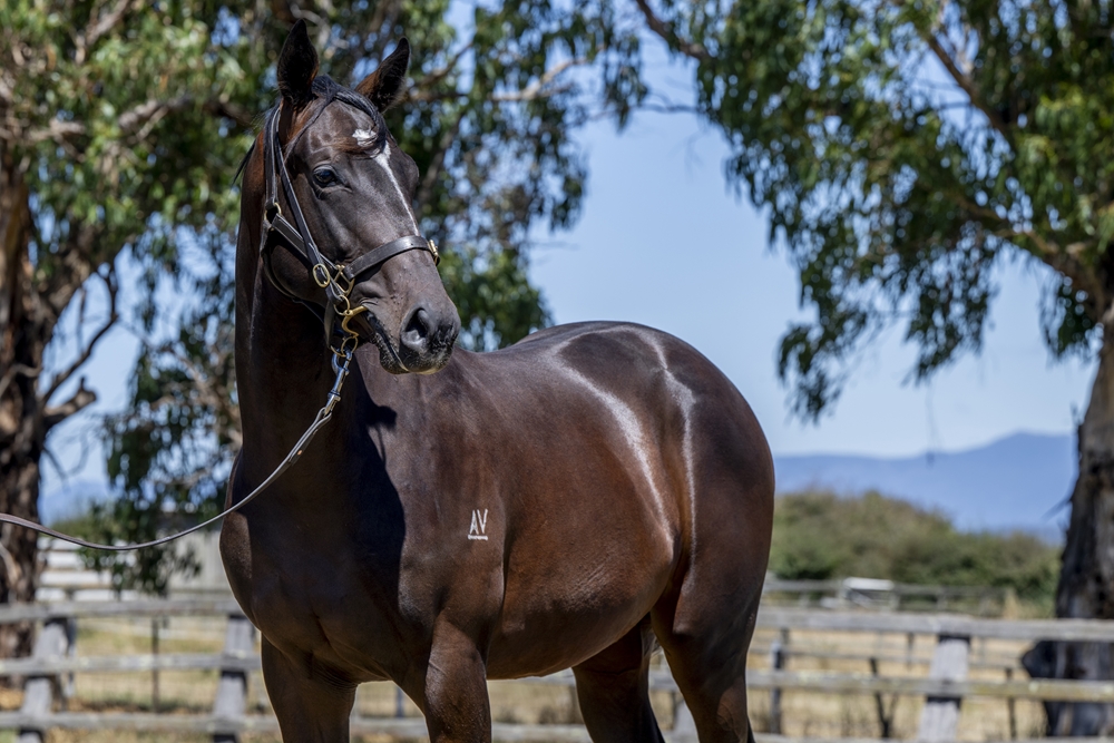Alabama Express (AUS) / Dazzling Star (AUS) 2023 Colt - Image 2