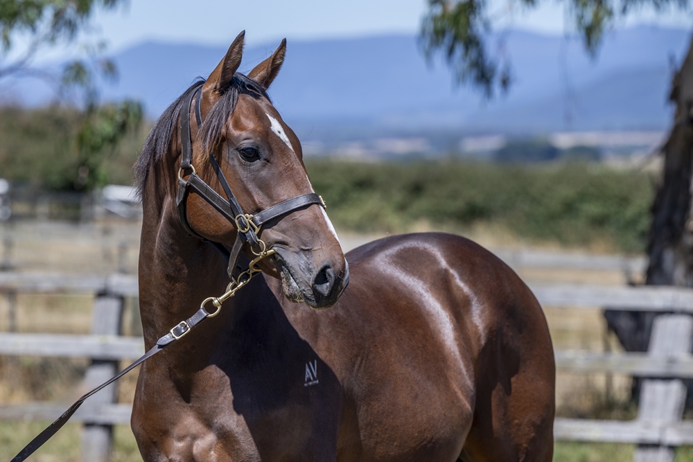 Extreme Warrior (AUS) / Dis da Boss (AUS) 2023 Colt - Image 2