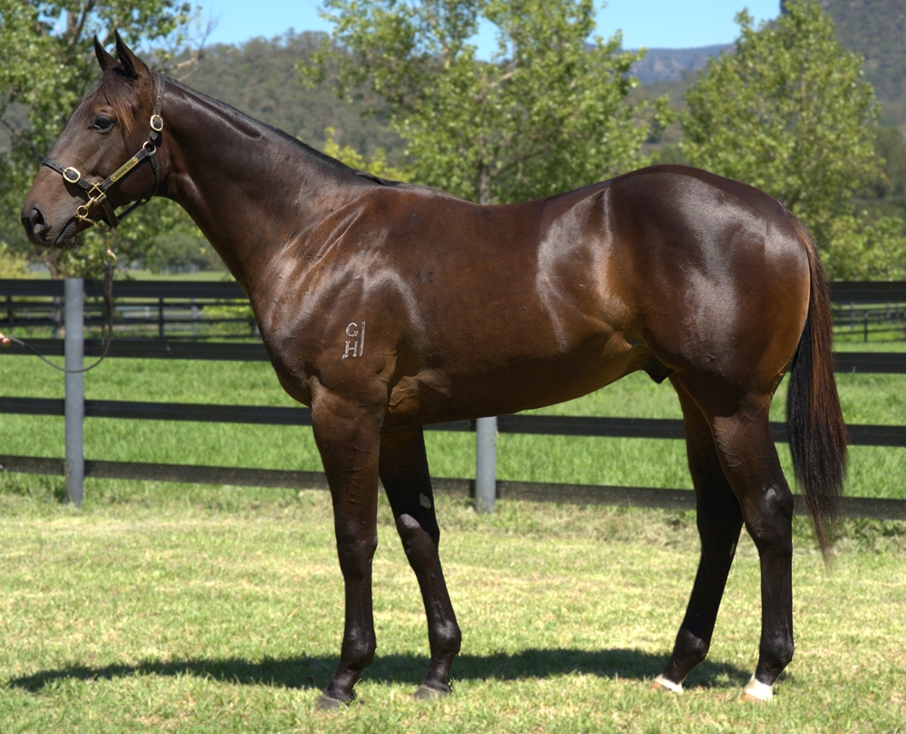 Brutal (NZ) / Night of Love (NZ) 2023 Colt - Image 1