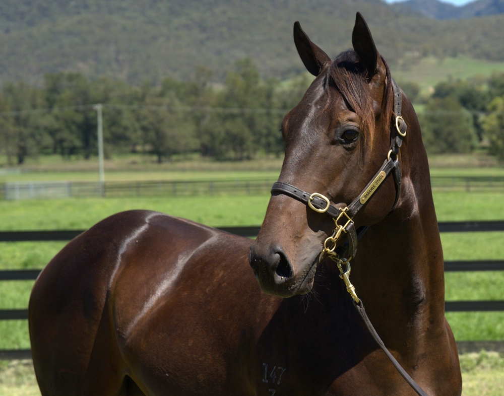 Brutal (NZ) / Night of Love (NZ) 2023 Colt - Image 2