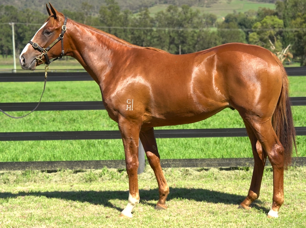 Trapeze Artist (AUS) / Shemai (NZ) 2023 Colt - Image 1