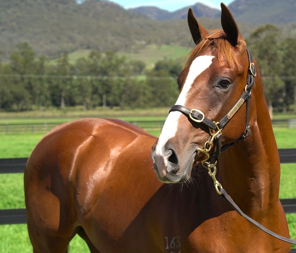 Trapeze Artist (AUS) / Shemai (NZ) 2023 Colt - Image 2