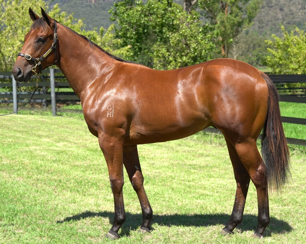 Bivouac (AUS) / Gaya (AUS) 2023 Colt - Image 1