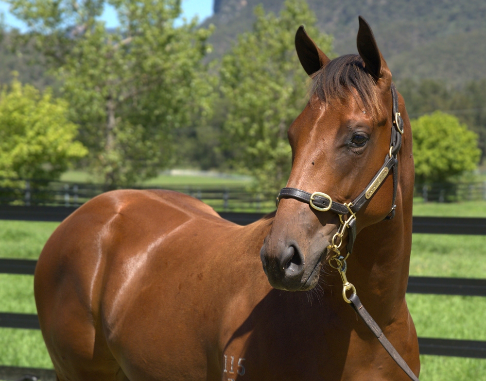 Bivouac (AUS) / Gaya (AUS) 2023 Colt - Image 2