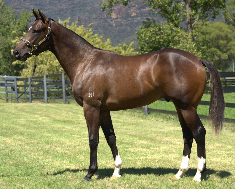Toronado (IRE) / Katakana (AUS) 2023 Colt - Image 1