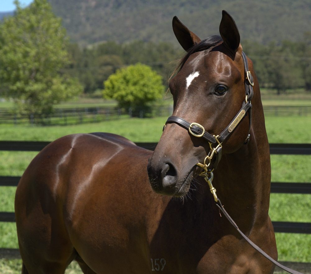 Toronado (IRE) / Katakana (AUS) 2023 Colt - Image 2
