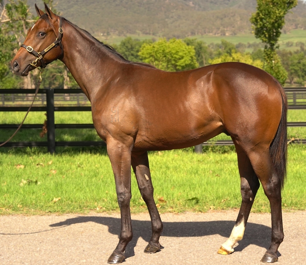 Supido (AUS) / Overdressed (AUS) 2023 Colt - Image 1
