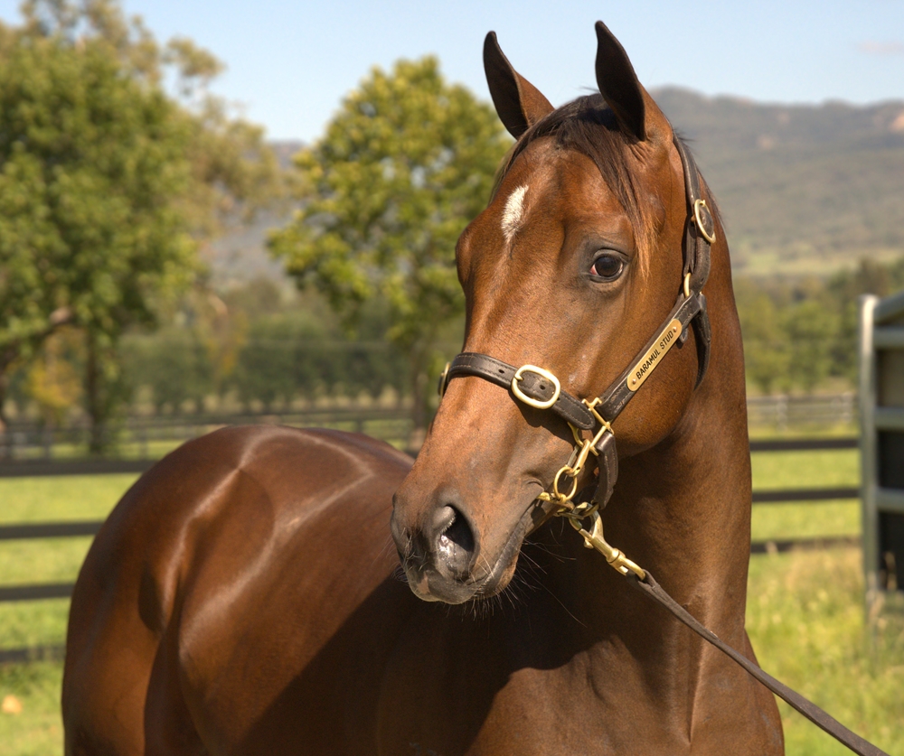 Supido (AUS) / Overdressed (AUS) 2023 Colt - Image 2