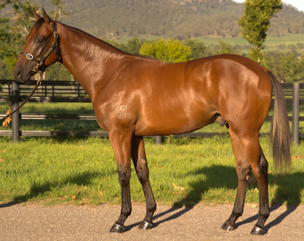Ole Kirk (AUS) / Statuesquely (AUS) 2023 Colt - Image 1