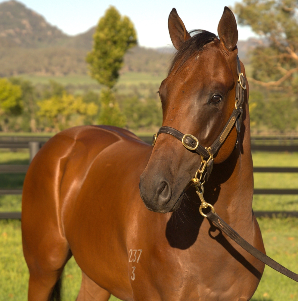 Ole Kirk (AUS) / Statuesquely (AUS) 2023 Colt - Image 2
