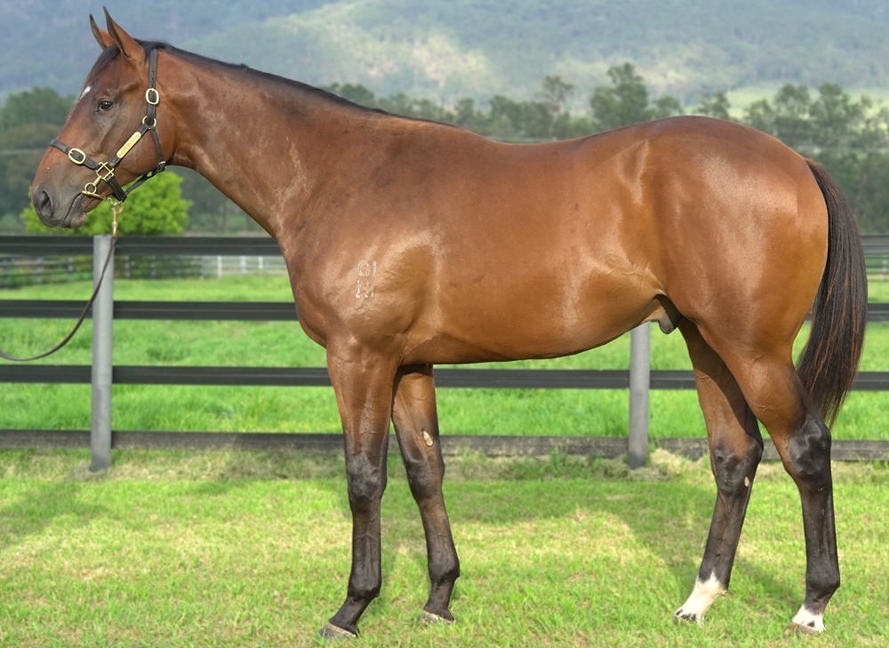 Maurice (JPN) / Lake Marion (AUS) 2023 Colt - Image 1