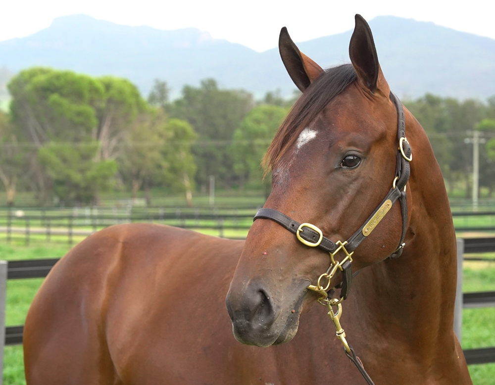 Maurice (JPN) / Lake Marion (AUS) 2023 Colt - Image 2