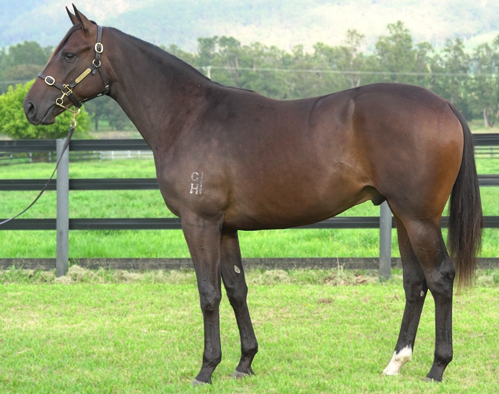 Wootton Bassett (GB) / Les Amoureux (AUS) 2023 Colt - Image 1