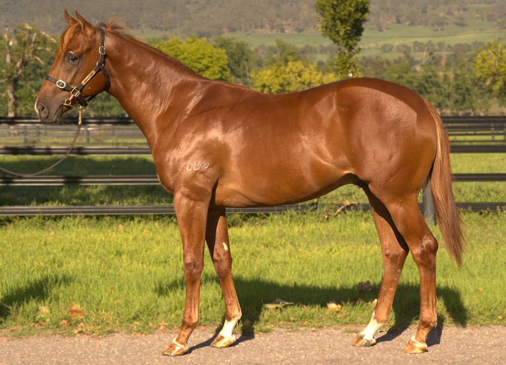Yes Yes Yes (AUS) / Berenice (AUS) 2023 Colt - Image 1