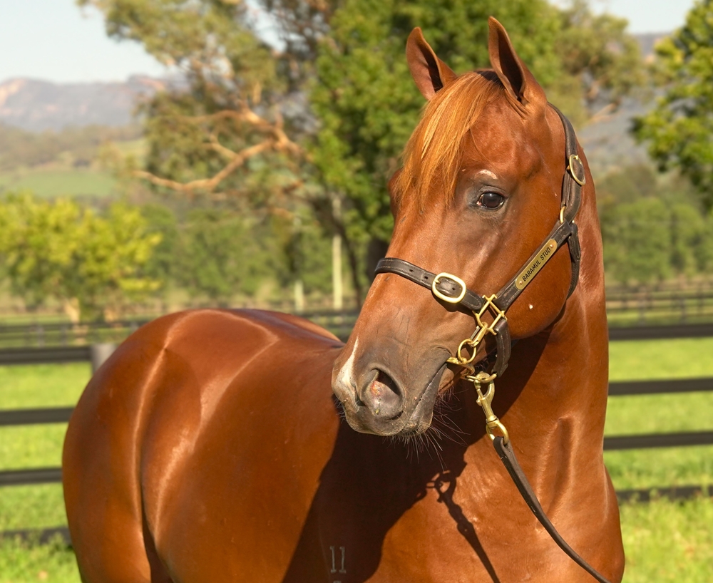 Yes Yes Yes (AUS) / Berenice (AUS) 2023 Colt - Image 2